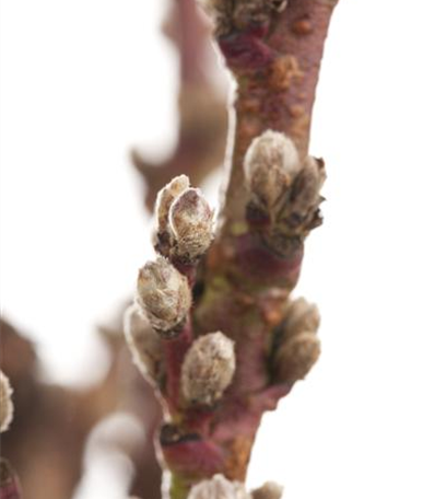 Licht ins Dunkel: Den Garten weihnachtlich dekorieren