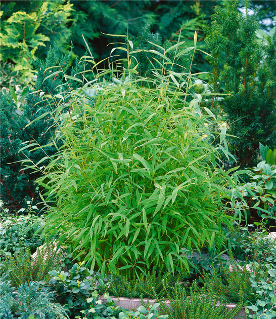kriechende minze Korsische Polster-Minze - Mentha requienii