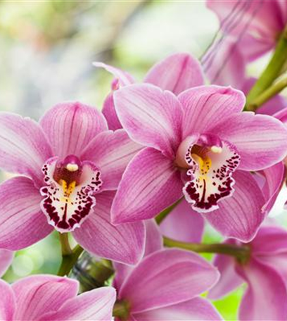 Orchideen – von pflegeleicht bis anspruchsvoll