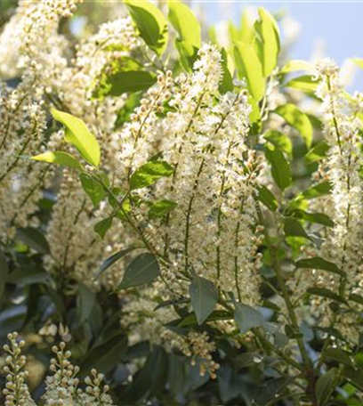 Portugiesischer Kirschlorbeer – immergrün und pflegeleicht