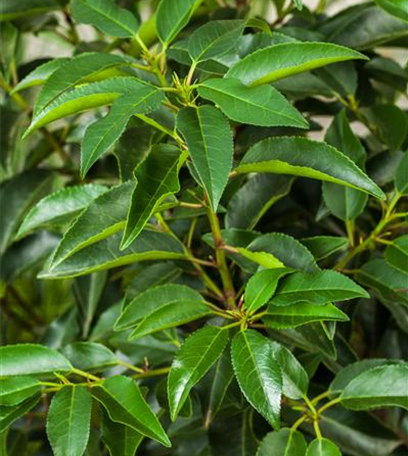Portugiesischer Kirschlorbeer – immergrün und pflegeleicht