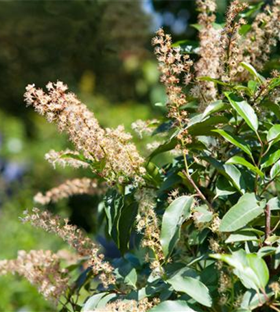 Portugiesischer Kirschlorbeer – immergrün und pflegeleicht