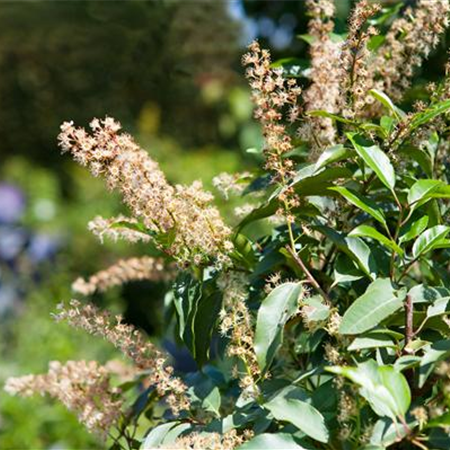 Der portugiesische Kirschlorbeer – Pflegeleichte Schönheit aus dem Mittelmeer Der portugiesische Kirschlorbeer – Pflegeleichte Schönheit aus dem Mittelmeer