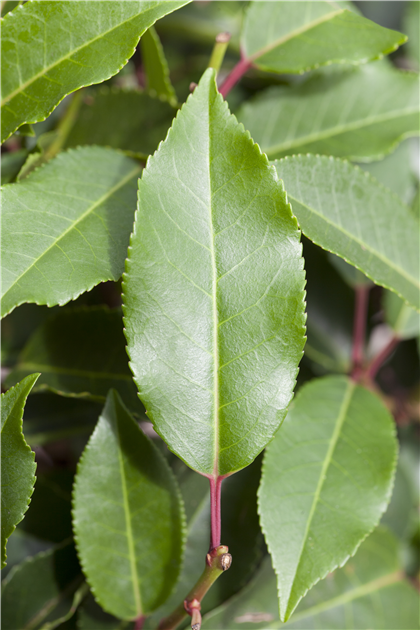 portugiesischer kirschlorbeer wachstum beschleunigen Portugiesischer Kirschlorbeer - Prunus lusitanica main image 0