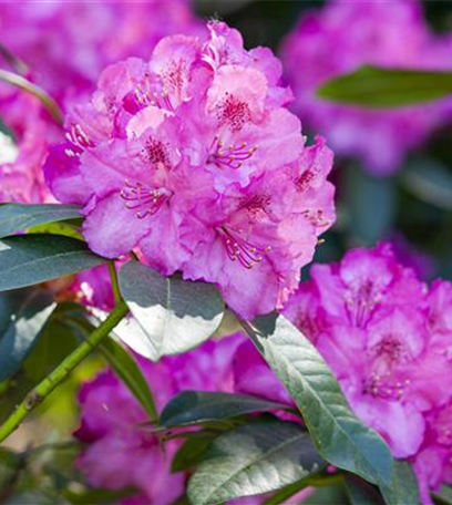 Rhododendron pflanzen und pflegen