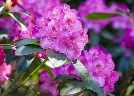 Rhododendron pflanzen und pflegen Rhododendron pflanzen und pflegen