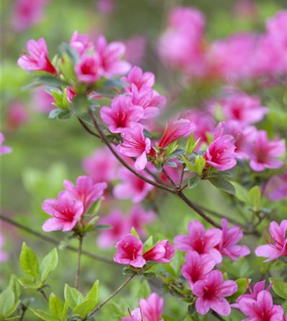 Rhododendron pflanzen und pflegen