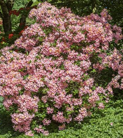 Rhododendron pflanzen und pflegen