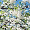 Halesia carolina