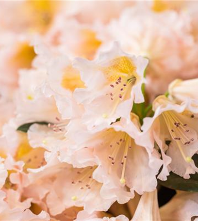 Rhododendron pflanzen und pflegen