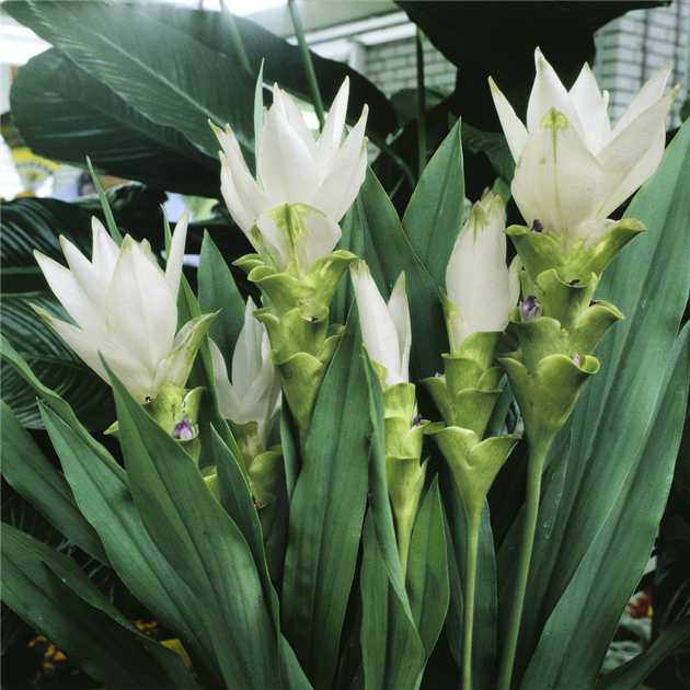 Curcuma alismatifolia, Safranwurz
