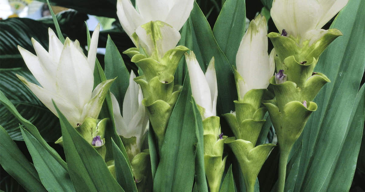 Curcuma alismatifolia 'Siam', Safranwurz 'Siam'