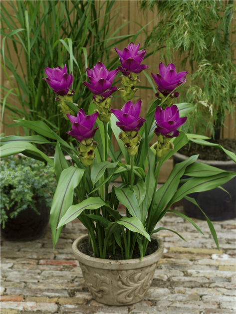 Curcuma alismatifolia, Safranwurz