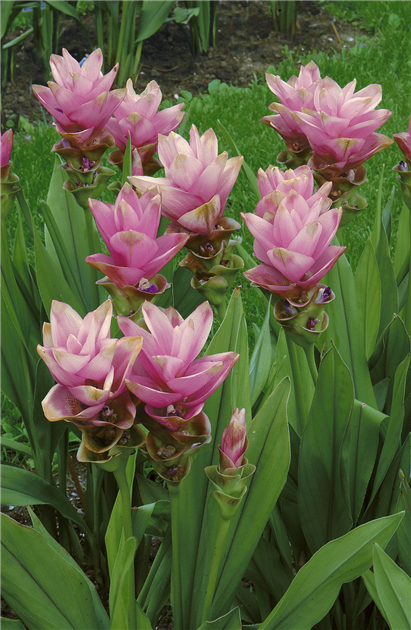 blumenwiese saatgut 100g BIO-Blumenwiese main image 1