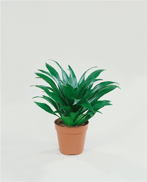 Dracaena deremensis 'Compacta', Drachenbaum 'Compacta'