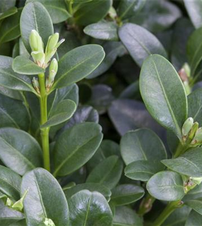 Schädling am Buchsbaum: Buchsbaumzünsler bekämpfen