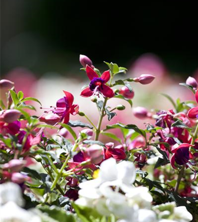 Sommerblumen im Garten und auf dem Balkon