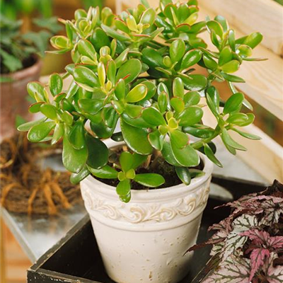 Geldbaum 'Hummel´s Sunset' Geldbaum 'Hummel´s Sunset'