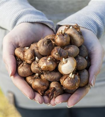 Sommerblumen im Garten und auf dem Balkon