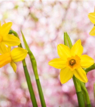Sommerblumen im Garten und auf dem Balkon