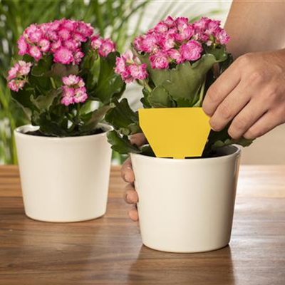 Trauermücken bekämpfen: Schädlinge erkennen und vertreiben