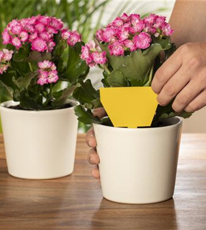 Trauermücken bekämpfen: Schädlinge erkennen und vertreiben