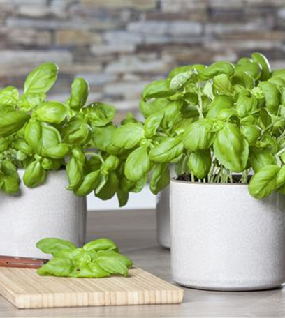 Trauermücken bekämpfen: Schädlinge erkennen und vertreiben