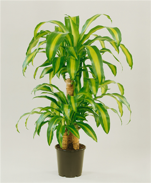 Dracaena fragrans, Drachenbaum
