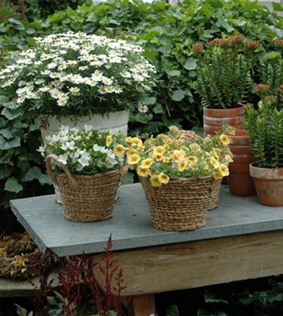 Trauermücken bekämpfen: Schädlinge erkennen und vertreiben