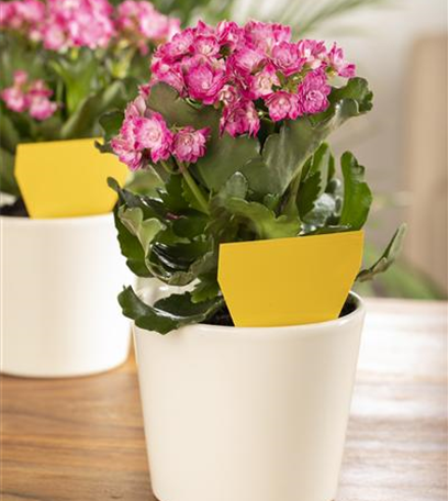 Trauermücken bekämpfen: Schädlinge erkennen und vertreiben