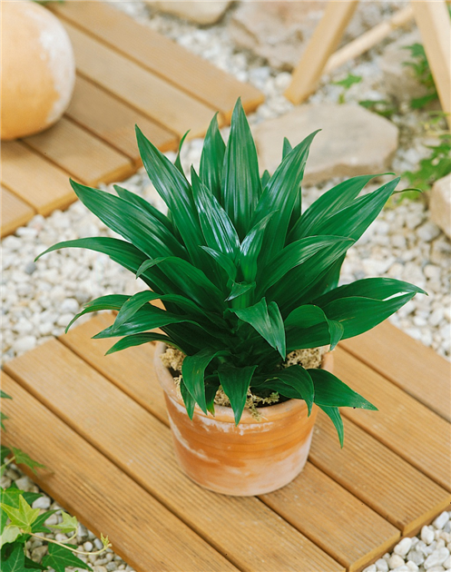 Dracaena fragrans 'Compacta', Drachenbaum 'Compacta'