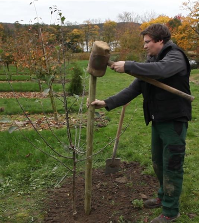 Von klein auf – Bäume pflanzen im eigenen Garten