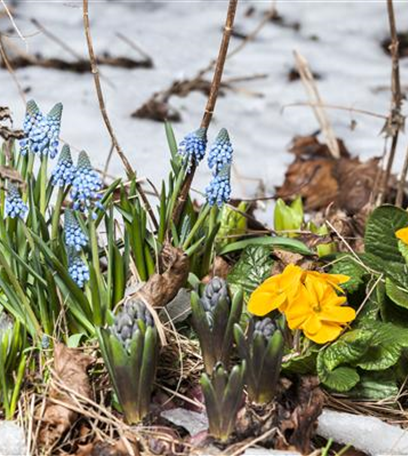 Weißröckchen der Pflanzenwelt: Frühblüher im Garten