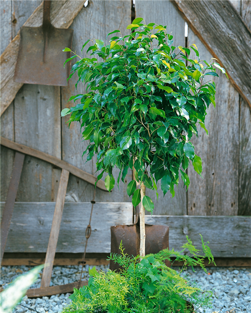 Ficus benjamina 'Natasja', Birken-Feige 'Natasja'