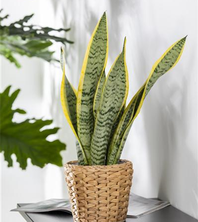 Zimmerpflanzen für dunkle Räume: Blattschmuck im Haus