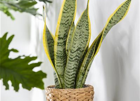 Zimmerpflanzen für dunkle Räume: Blattschmuck im Haus