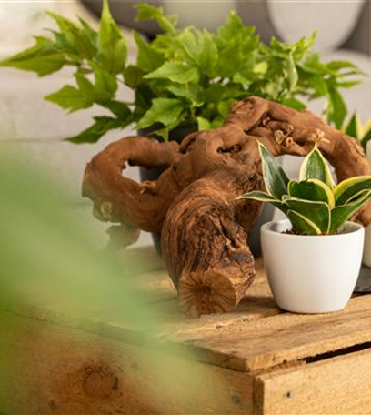 Zimmerpflanzen für dunkle Räume: Blattschmuck im Haus