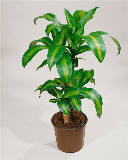 DRACAENA-FRAGRANS-MASSANGEANA-1200x630-proportionalbiggest.webp