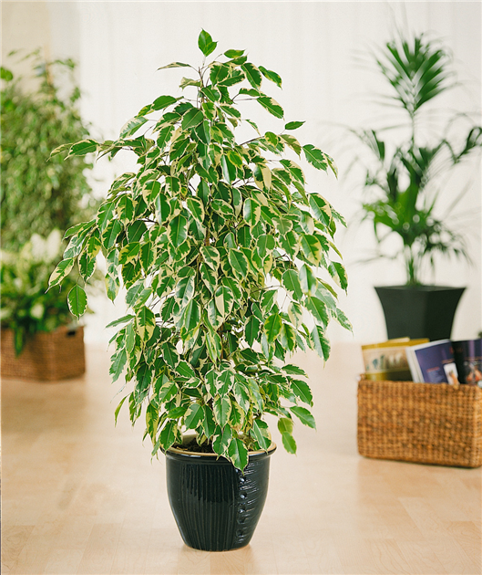 Ficus benjamina 'Anastasia', Birken-Feige