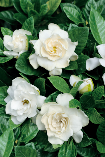 Gardenia jasminoides, Gardenie
