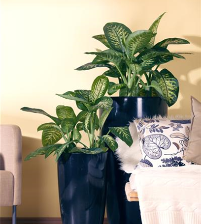 Zimmerpflanzen für dunkle Räume: Blattschmuck im Haus