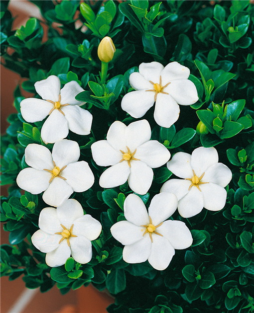 Gardenia jasminoides, Gardenie