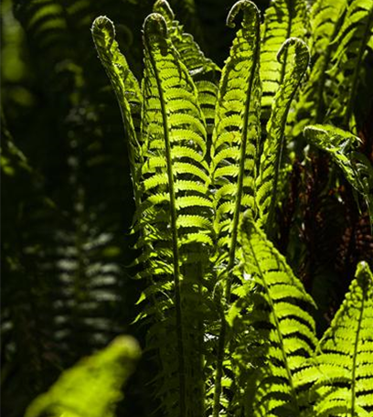 Zimmerpflanzen für dunkle Räume: Blattschmuck im Haus