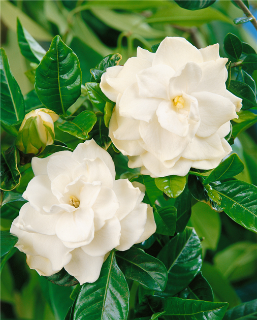 Gardenia jasminoides, Gardenie