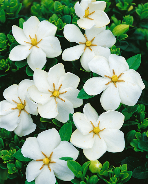 Gardenia jasminoides, Gardenie