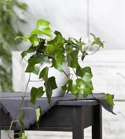 Zimmerpflanzen, umweltfreundliche Luftreiniger