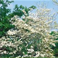 Cornus florida 'Eve Pride'