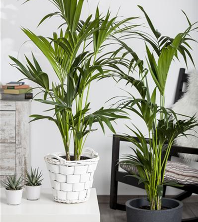 Zimmerpflanzen, umweltfreundliche Luftreiniger