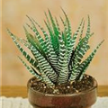 Haworthia 'Spider White'