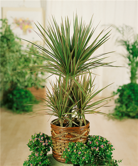 Dracaena marginata 'Bicolor', Drachenbaum 'Bicolor'